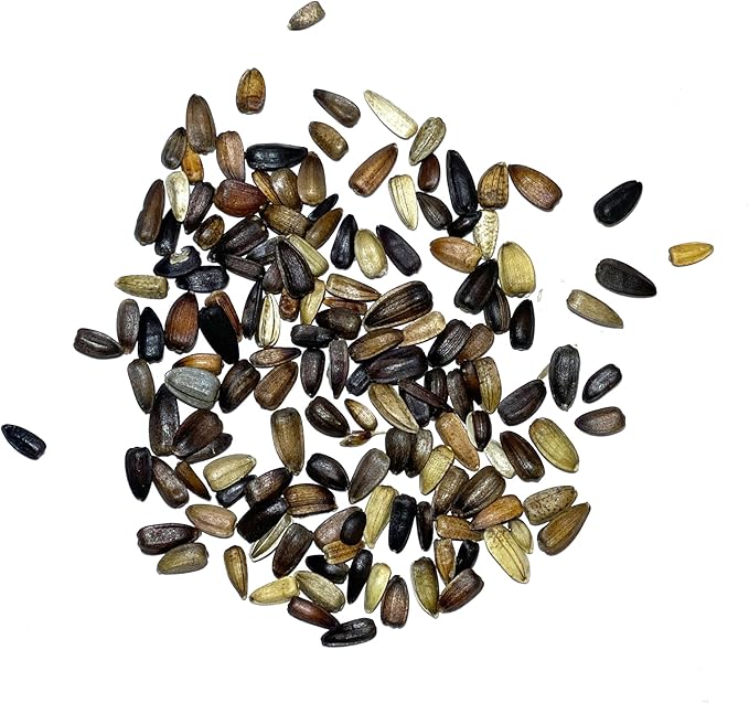 Seed Needs, Red Sun Sunflower Seeds - 120 Heirloom Seeds for Planting Helianthus annuus - Great Cut Flowers, Attracts Butterflies/Pollinators (1 Pack)