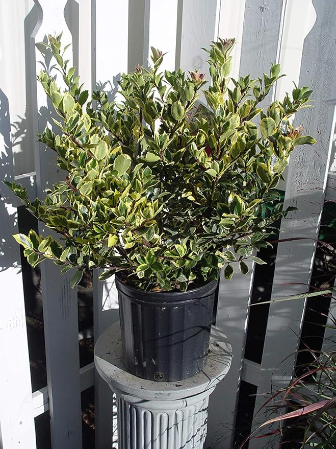 Ilex X meserveae 'Honey Maid' (Varigated Holly) Evergreen, yellow & blue/green varigated foliage, 2 - Size Container