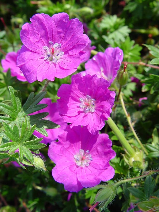 Geranium 'Max Frei' (Cranesbill) Perennial, pink flowers, 1 - Size Container