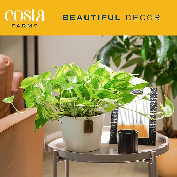 Costa Farms Live Pothos Plant, Easy Grow Vining Live Indoor Houseplant, Air Purifying Trailing Plant in Indoor Garden Plant Pot, Housewarming Gift, Room, Home Decor, 10-12 Inches Tall