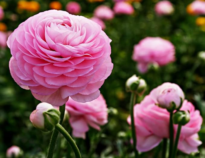 Mixed Peony Ranunculus Bulbs- Persian Buttercup -10 Corms Bulbs Flowering Blooms Perennial Bulbous Root Garden Plant (Pink)