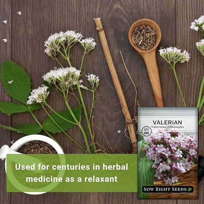 Sow Right Seeds - Valerian Seeds for Planting - Non-GMO Heirloom Packet with Instructions to Plant an Outdoor Herb Garden - Fragrant with Medicinal Benefits - Valerian Root for Sleep & Calm (4)