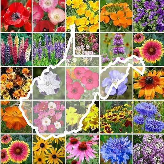 Eden Brothers West Virginia Wildflower Mixed Seeds for Planting, 1/4 lb, 120,000+ Seeds with Cornflower, Lupine | Attracts Pollinators, Plant in Spring or Fall, Zones