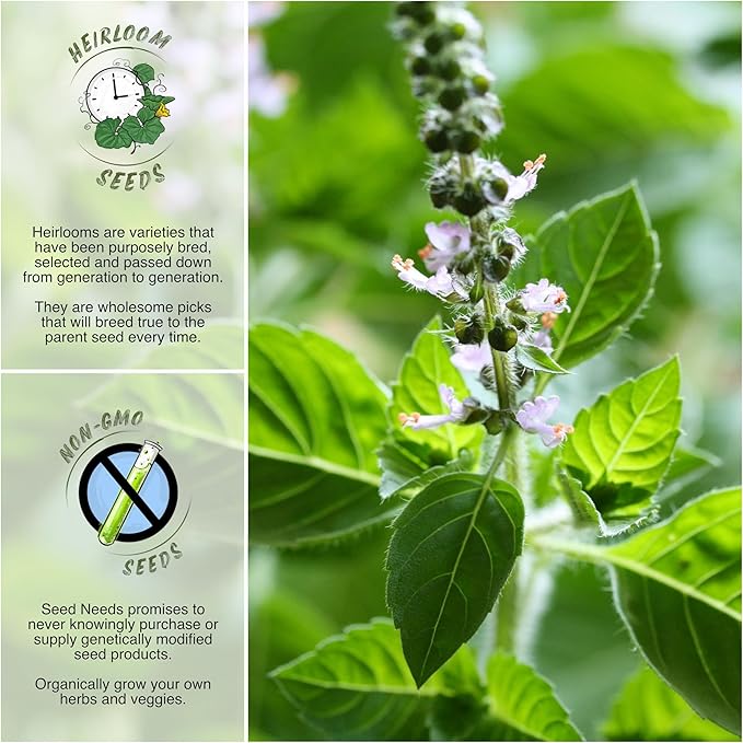 Seed Needs, Holy Basil Seeds - 500 Heirloom Seeds for Planting Ocimum Sanctum - Medicinal Tulsi Herb to Plant Indoors or Outdoors, Non-GMO & Untreated (5 Packs)