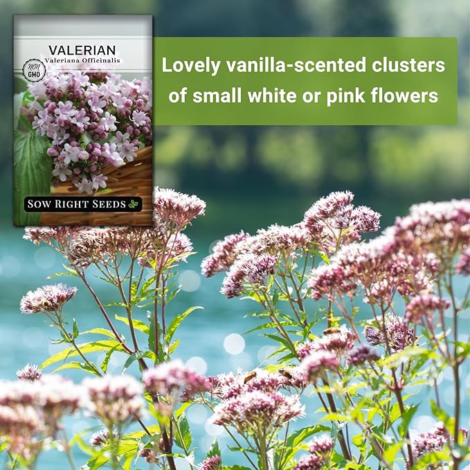 Sow Right Seeds - Valerian Seeds for Planting - Non-GMO Heirloom Packet with Instructions to Plant an Outdoor Herb Garden - Fragrant with Medicinal Benefits - Valerian Root for Sleep & Calm (4)