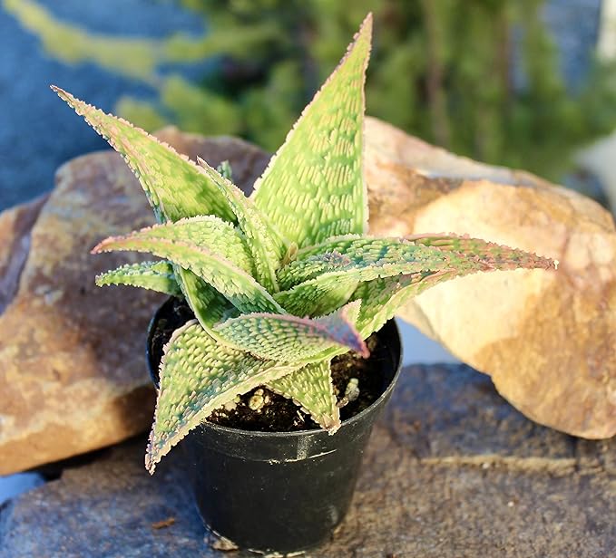 Live Aloe Plant Succulents, Succulents Plants Live in Potting Soil Mix, Potted Succulents Live Plants, Star Aloe Plants Live with Cacti Pots, Cactus Plants Live Succulent Plants by Plants for Pets