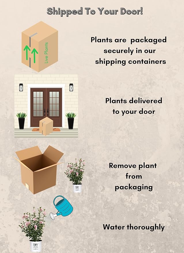 Sugar Tip Hibiscus, 2 Gallon, Blush Pink Blooms