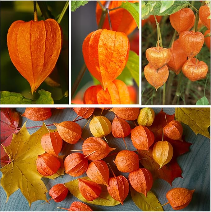 Seed Needs, Chinese Lantern Seeds - 200 Heirloom Seeds for Planting Physalis Alkekengi - Orange Ornamental Pods, Perfect for Pots & Containers (5 Packs)