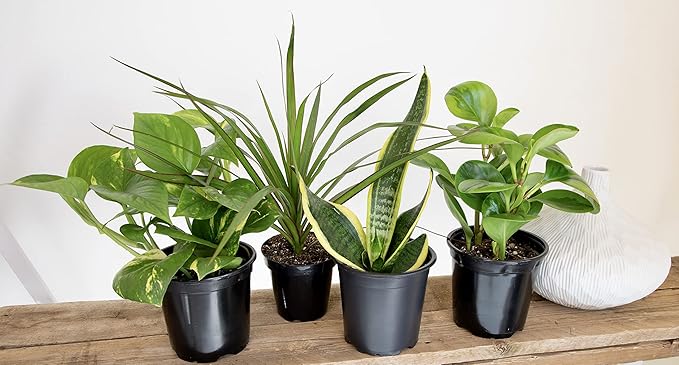 Altman Plants, Classic Houseplant Collection (4PK) Live Plants Indoor Plants Live Houseplants in Plant Pots, Easy House Plants Indoors Live, Snake Plant, Pothos in Potting Soil, Clean Air Plants