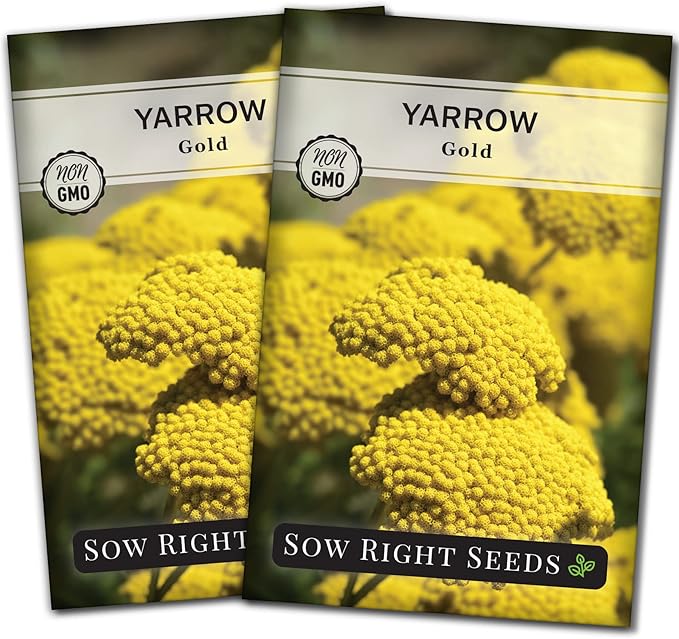 Sow Right Seeds - Achillea Yarrow Gold Flower Seeds for Planting - Flowers to Plant in Your Garden - Non-GMO Heirloom Packet with Instructions - Favorite Perennial to Attract Pollinators (2)