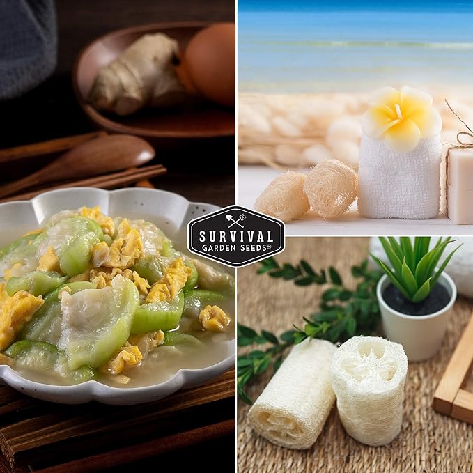 Survival Garden Seeds - Luffa or Loofah Seed for Planting - Packet with Instructions to Plant and Grow Ornamental Gourds in Your Home Vegetable Garden - Non-GMO Heirloom Variety - 2 Pack