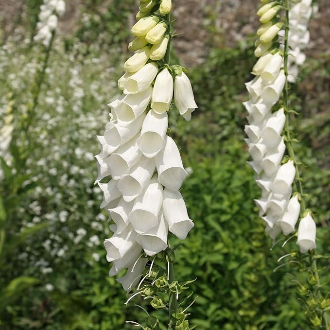 Outsidepride 5000 Seeds Biennial Digitalis Foxglove White Flower Seeds for Planting