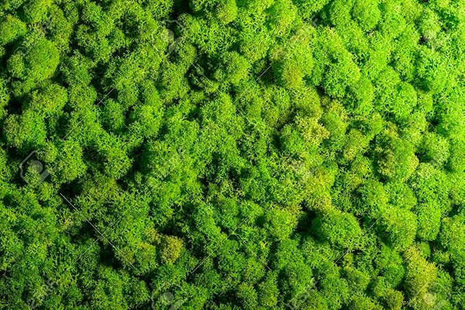 Gardenera's Professional Grade Mix for Stunning Peace Lilies: The Essential Ingredient for Indoor Plant Success [10-Quart Bag]