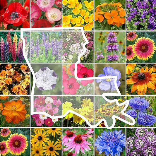 Eden Brothers Louisiana Wildflower Mixed Seeds for Planting, 1 oz, 30,000+ Seeds with Lupine, African Daisy | Attracts Pollinators, Plant in Spring or Fall, Zones