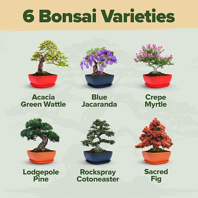 Bonsai Tree Kit - Gifts for Men & Women (Master Kit)