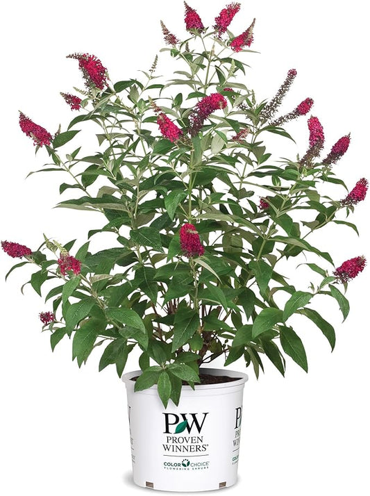 Miss Molly Buddleia 2 Gal, Pink and Red Blooms