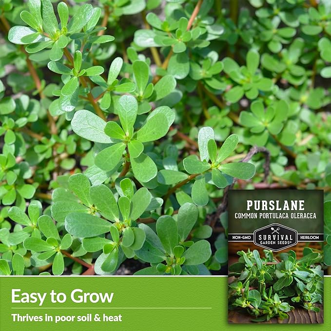 Common Purslane Seed for Planting - 2 Packets with Instructions to Plant and Grow Green Portulaca Oleracea in Your Home Vegetable Garden - Non-GMO Heirloom Variety - Survival Garden Seeds