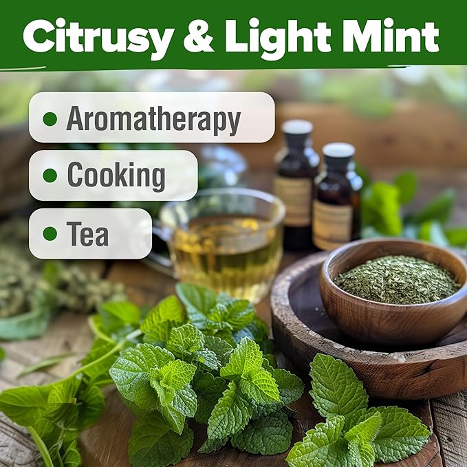 HOME GROWN Lemon Balm Seeds Pack - 806 Non-GMO Heirloom Herbal Tea Seeds - Bulk Lemon Balm Seeds for Planting Herbal Tea Gardens Indoors or Outdoors - USA Sourced Herb Seeds (Melissa officinalis)