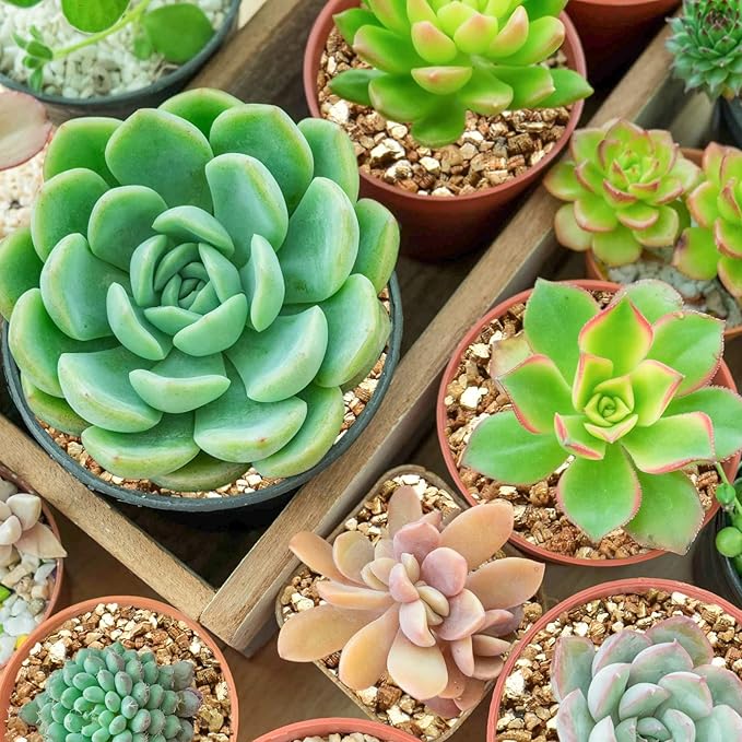 Halatool 2 QT Horticulture Vermiculite for Gardening Professional Soil Addictive Coarse Grade Vermiculite for Plants Mushrooms Seed Starting Cat Grass