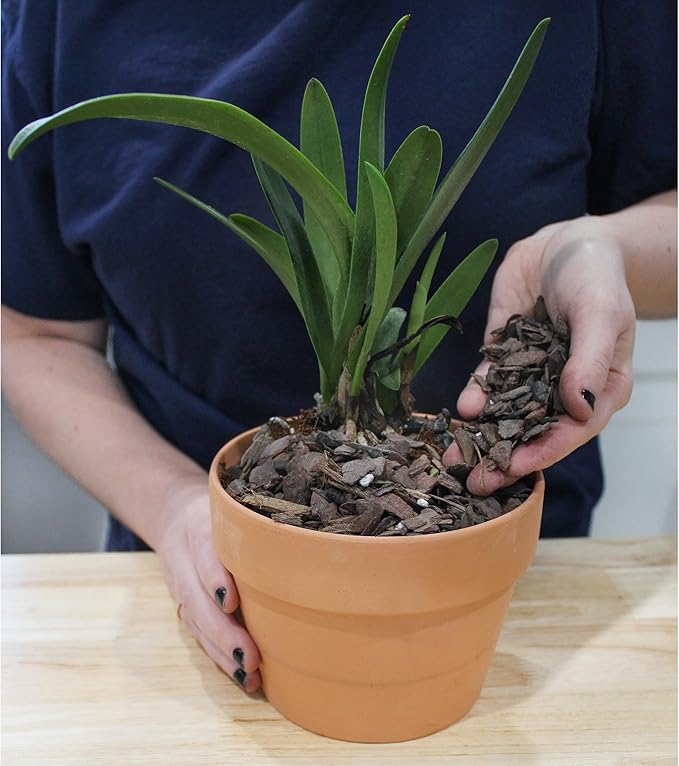 All Purpose Orchid Mix Potting Soil Indoor Plants (2 Quarts), Orchid Bark & Organic Perlite for Plants - Succulent Soil Potting Mix Indoor - Orchid Soil