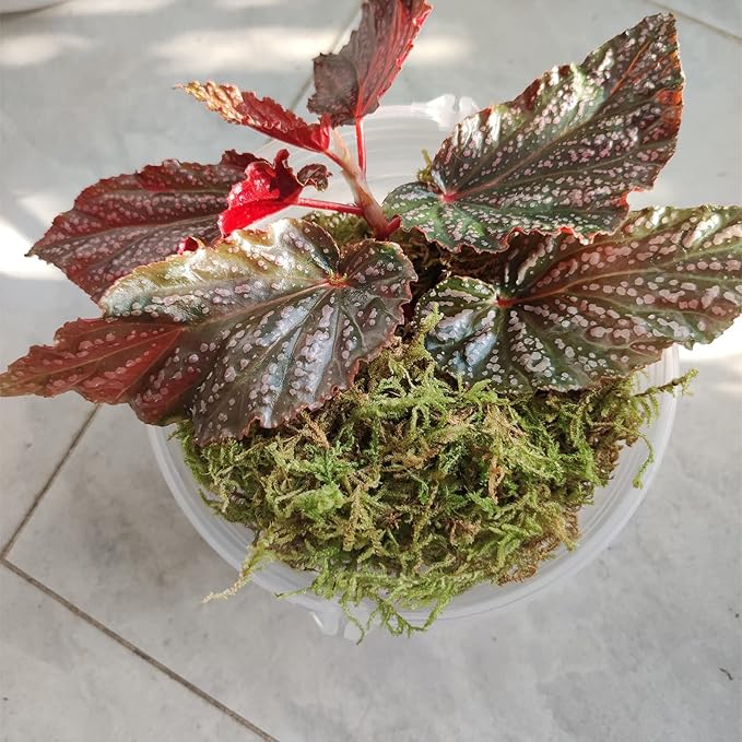 1 lb Natural Orchid Moss for Potted Plants, Nice Soilless Potting Soil for Seedling and Cutting, Good Idea for Reptile Terrarium, Crafts, Garden Decoration