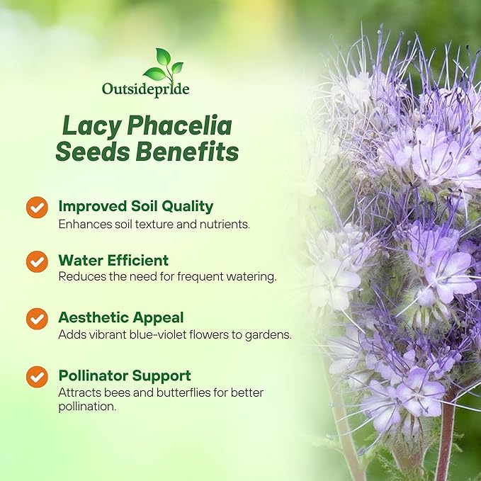 Outsidepride 1 lb. Annual Lacy Phacelia Wild Flower Seeds for Planting