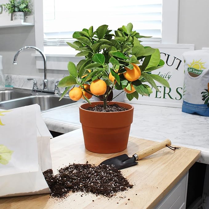 Citrus Tree Potting Soil Mix (4 Quarts), Special Blend for Indoor Oranges, Lemons, Limes and More