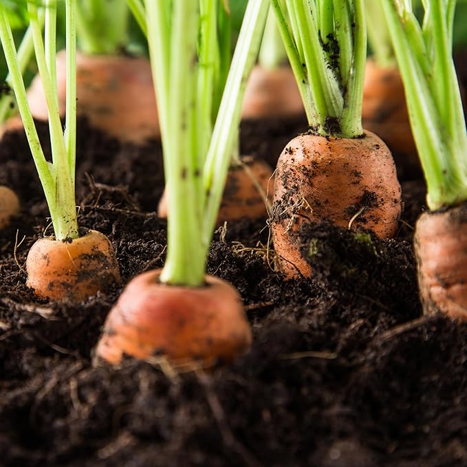 Scarlet Nantes Carrot Seeds for Planting, Over 2,800 Seeds for Growing Indoors or Outdoors – Non-GMO, Heirloom – Woods Creek Seeds