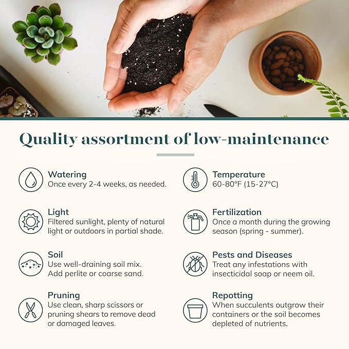 Shop Succulents Rosette Succulent Plant Pack Bulk Collection, Live Mini Succulent Plants, Low Maintenance, Floral Shaped Mix of Colors & Textures - Wedding and Party Favors, Gift & Garden, Pack of 100