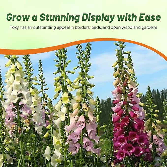 Outsidepride Digitalis Purpurea Foxy Foxglove Seeds – 10000 Pcs Biennial, Prolific, Tall Growing Flower Seeds w/Pollinator-Friendly Blooms for Shaded Gardens & Outdoor Landscapes (AAS Winner)
