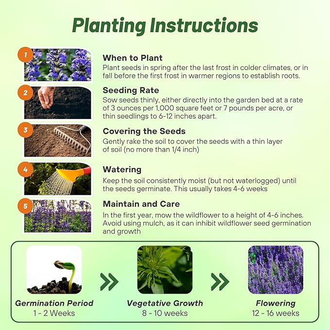 Outsidepride Blue Sage Seeds - 1/2 Lb. Perennial, Drought-Tolerant & Deer-Resistant Wildflower Seeds w/Fragrant Blooms for Pollinator Attractant for Butterfly & Hummingbird Gardens & Landscaping