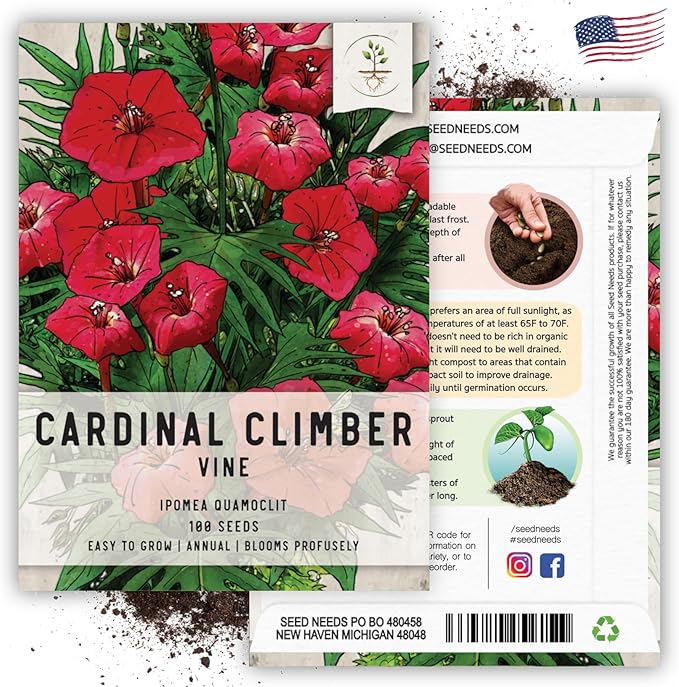 Seed Needs, Cardinal Climber Seeds - 100 Heirloom Seeds for Planting Ipomea Quamoclit - Open Pollinated & Untreated, Attracts Pollinators (2 Packs)