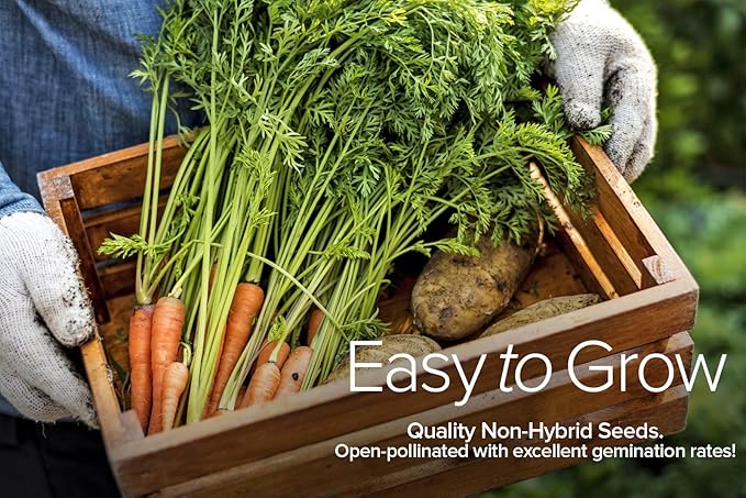 Gardeners Basics, Winter Fall Vegetable Seeds for Planting 8 Varieties Sugar Snap Pea, Carrot, Beet, Radish, Lettuce, Broccoli, Kale, Cabbage Seed Fall Vegetable Seeds Packs