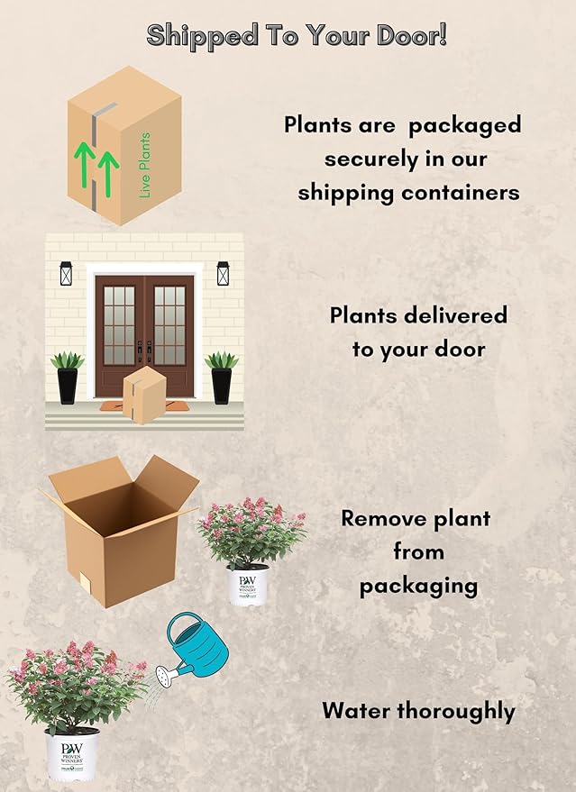 2 Gal Proven Winners Little Quick Fire Hydrangea, Rich Pink and Creamy White