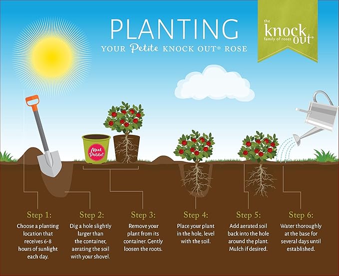 2 Quart Knock Out Rose Petite Shrub