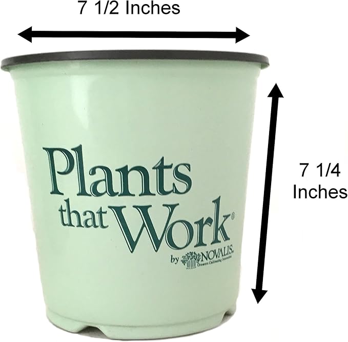 Lenten Rose 'Pink Frost' -Helleborus 'Pink Frost' - 19cm