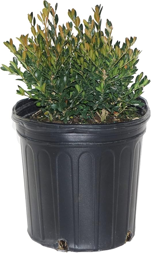 Buxus micro. jap. 'Green Gem' (Boxwood) Evergreen, #2 - Size Container
