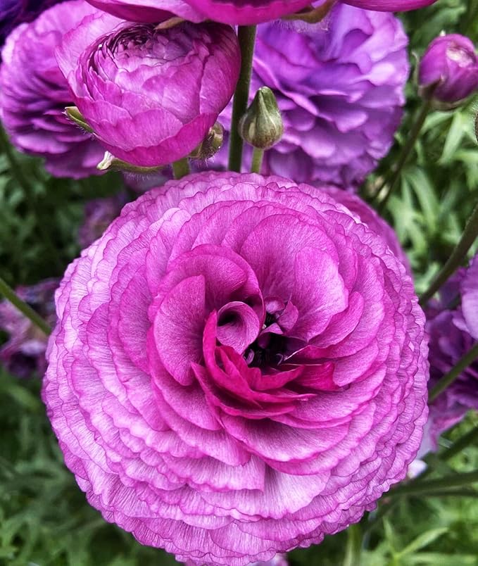 Mixed Peony Ranunculus Bulbs- Persian Buttercup -10 Corms Bulbs Flowering Blooms Perennial Bulbous Root Garden Plant (Purple)