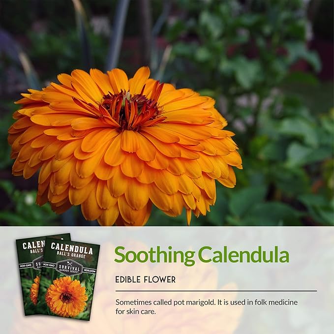 Ball's Orange Calendula Seed for Planting - 2 Packets with Instructions to Plant & Grow Medicinal Herb Plants in Your Home Vegetable Garden - Non-GMO Heirloom Variety - Survival Garden Seeds