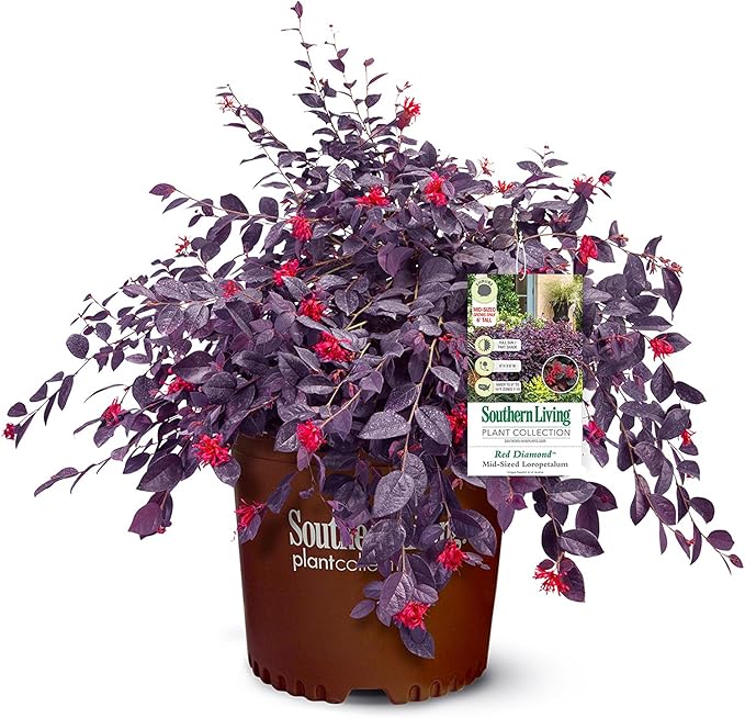 2 Gallon Southern Living Loropetalum Red Diamond Shrub