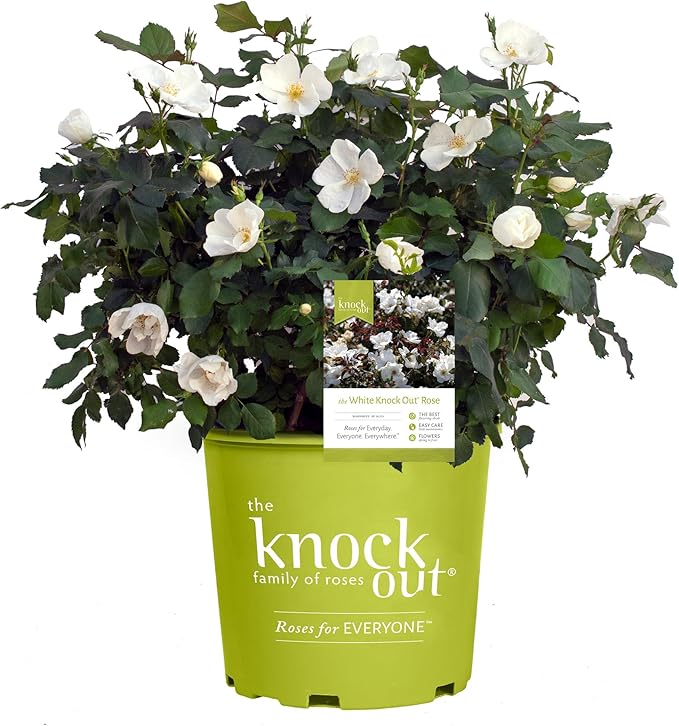 1 Gallon The White Knock Out® Rose Plant with Pure White Blooms