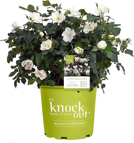 1 Gallon The White Knock Out® Rose Plant with Pure White Blooms