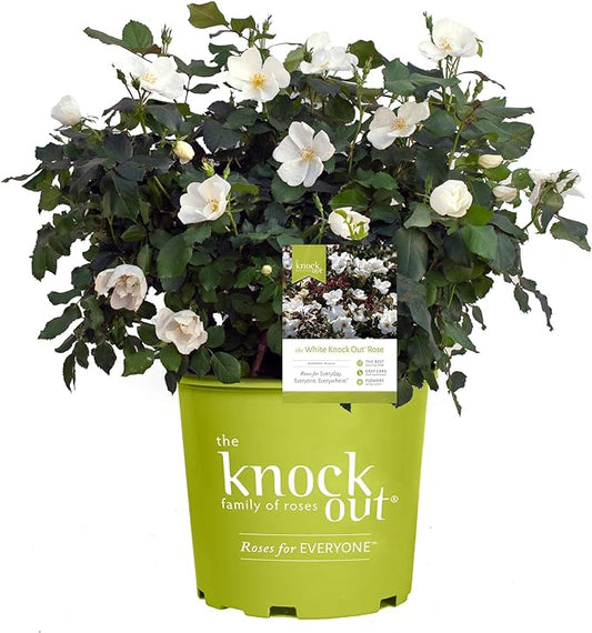 2 Gallon Knock Out Rose White Shrub