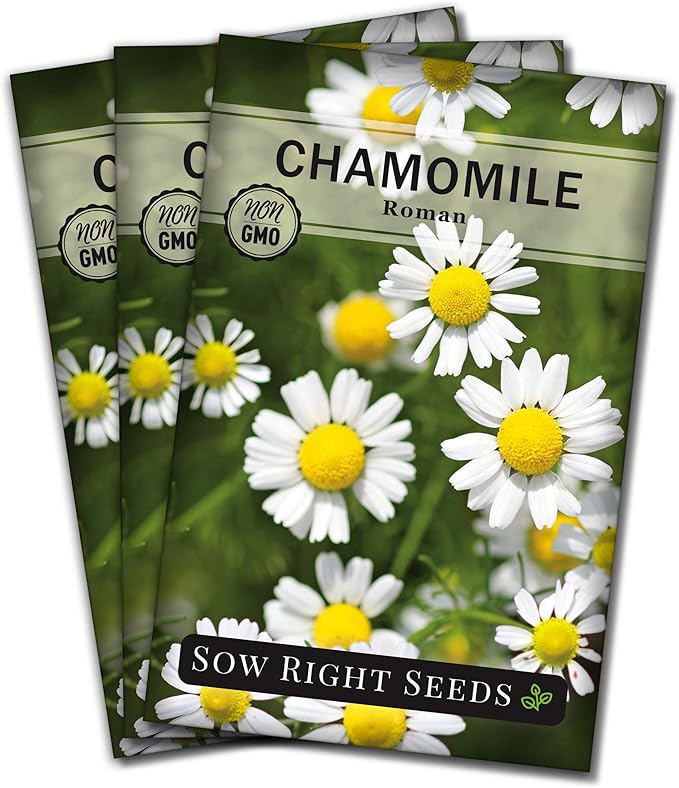 Sow Right Seeds - Roman Chamomile Seeds for Planting - Non-GMO Heirloom Packet with Instructions to Grow an Herbal Tea Garden - Indoors or Outdoor - Low Growing with Small Daisy-Like Blooms (3)