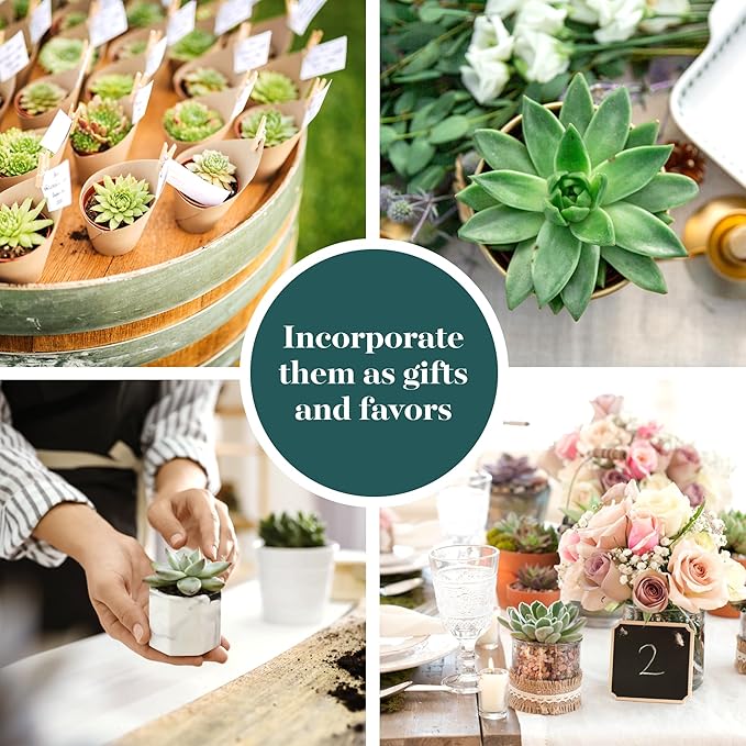 Shop Succulents Rosette Succulent Plant Pack Bulk Collection, Live Mini Succulent Plants, Low Maintenance, Floral Shaped Mix of Colors & Textures - Wedding and Party Favors, Gift & Garden, Pack of 256