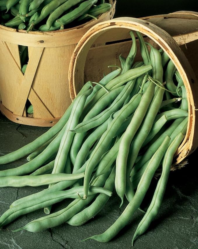 Burpee Stringless Green Pod Bush Bean Seeds 4 ounces of seed