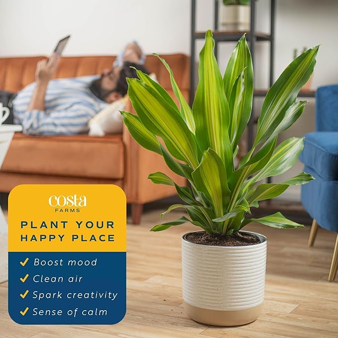 Costa Farms Dracaena Golden Heart Live Indoor Plant, Easy to Grow Houseplant in Decor Plant Pot, Potting Soil Mix, Living Room Home and Office Decor, Housewarming Gift, 2-3 Feet Tall