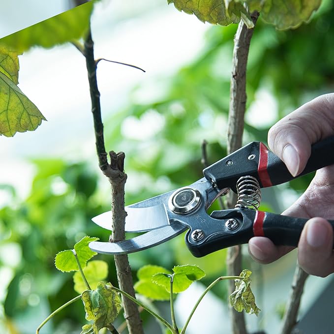 Phoenix Vine 8" Pruning Scissor for Indoor Houseplants, Pruners with Heavy Duty SK5 Blade, Hand Pruners, Garden Clippers, Hedge Shears, Garden Tools, 97-V