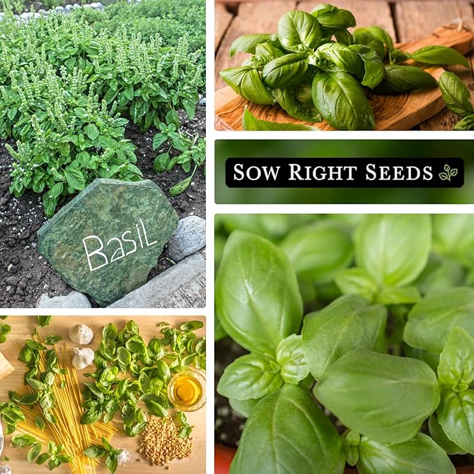 Sow Right Seeds - Genovese Sweet Basil Seed for Planting - Non-GMO Heirloom Packet with Instructions to Plant and Grow a Kitchen Herb Garden - Indoors or Outdoor - Great for Hydroponic Gardening (4)