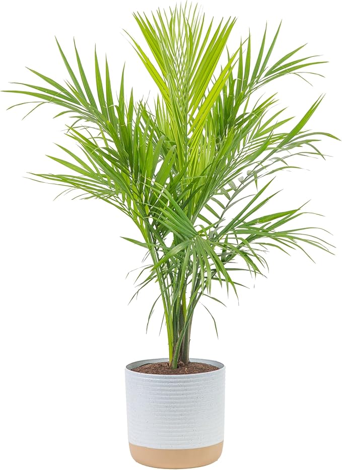 Costa Farms Majesty Palm Live Plant, Live Indoor and Outdoor Palm Tree, Potted in Modern Décor Planter, Tropical Floor Houseplant in Potting Soil, Great Patio, Balcony, Home Decor, 3-4 Feet Tall